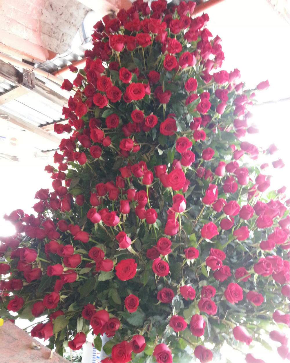 Arreglo 1000 rosas rojas de invenadero